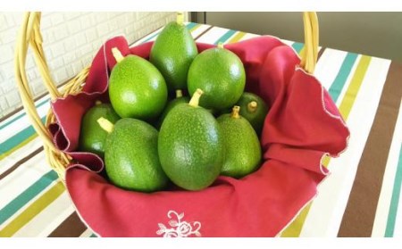 家庭用アボカド1.2Kg（松山市産/品種おまかせ）【AR0021】