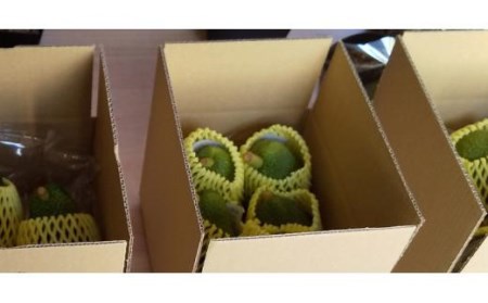 家庭用アボカド1.2Kg（松山市産/品種おまかせ）【AR0021】