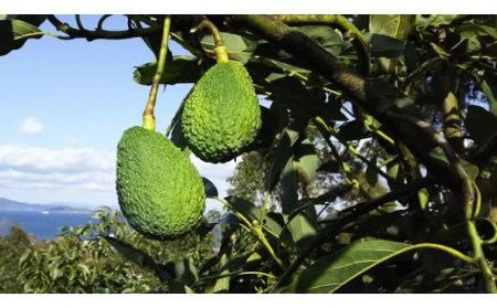 家庭用アボカド1.2Kg（松山市産/品種おまかせ）【AR0021】