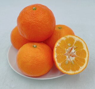 【発送は1月下旬から】 松山市中島産 伊予柑 Lから2Lサイズ 5kg （ 国産 愛媛みかん 愛媛ミカン みかん ミカン mikan 蜜柑 柑橘 フルーツ 果物 くだもの お取り寄せ 産地直送 数量限定 人気 おすすめ 愛媛県 松山市 送料無料 フジ・アグリフーズ）【FA0161】