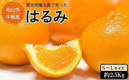 ★発送は2月下旬～★松山市中島産 はるみ S～Lサイズ （約2.5kg）【FA019_x】