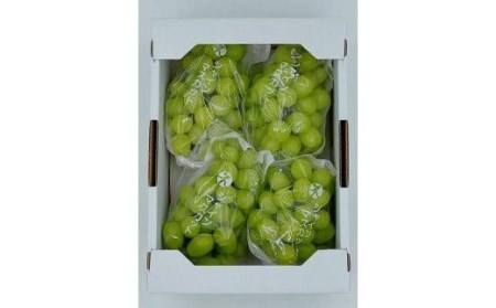 【先行予約】★8月下旬から発送★ 松山市産 シャインマスカット 4～5房（1.8kg）| ぶどう ぶどう ぶどう ぶどう ぶどう マスカット 愛媛 松山【FA029】