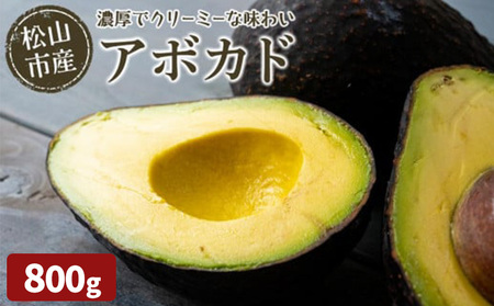 【11月上旬から発送予定】 松山市産 アボカド 800g （ サラダ 料理 果物 ヘルシー アボガド ダイエット ミネラル 森のバター  栄養 国産 愛媛 松山 ）【FA0461】