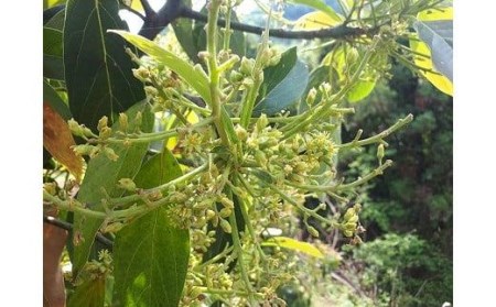 【11月上旬から発送予定】 松山市産 アボカド 800g （ サラダ 料理 果物 ヘルシー アボガド ダイエット ミネラル 森のバター  栄養 国産 愛媛 松山 ）【FA0461】