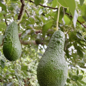 【11月上旬から発送予定】 松山市産 アボカド 800g （ サラダ 料理 果物 ヘルシー アボガド ダイエット ミネラル 森のバター  栄養 国産 愛媛 松山 ）【FA0461】