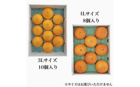 【11月下旬から発送】  紅まどんな【JAえひめ中央】青秀 3Lから4Lサイズ 大玉 化粧箱（ 紅まどんな 柑橘 フルーツ まどんな みかん 愛媛 みかん 化粧箱 ギフト 紅まどんな 蜜柑 紅まどんな 愛媛県 松山市 ）【FA0581】