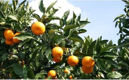 みかんジュース 希望の島 みかんジュース 「丸しぼり果汁」 250ml×6本 飲み比べ 【FT0011】