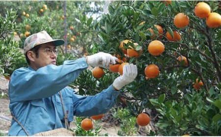 みかんジュース 希望の島 みかんジュース 「丸しぼり果汁」 250ml×6本 飲み比べ 【FT0011】