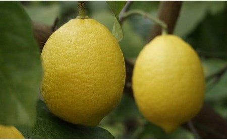 レモン果汁 150ml×6本 | 果汁100％ 飲料 果汁飲料 レモン果汁100％ セット れもん レモン ドリンク ストレート レモンジュース レモンサワー れもんじゅーす レモン レモン レモン レモン レモン レモン レモン レモン レモン レモン レモン レモン レモン レモン レモン【FT008_x】