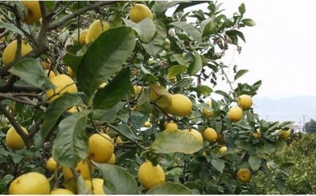 レモン果汁 150ml×6本 | 果汁100％ 飲料 果汁飲料 レモン果汁100％ セット れもん レモン ドリンク ストレート レモンジュース レモンサワー れもんじゅーす レモン レモン レモン レモン レモン レモン レモン レモン レモン レモン レモン レモン レモン レモン レモン【FT008_x】