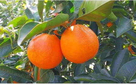 【2026年3月中旬から発送予定】希望の島 ブラッドオレンジ (タロッコ) 3kg | 愛媛 みかん 先行予約 蜜柑 柑橘 果物 くだもの フルーツ お取り寄せ グルメ 期間限定 数量限定 人気 おすすめ 愛媛県 松山市 【FT018_x】