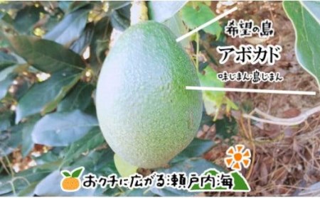 12月上旬から発送】 希望の島 国産アボカド 1kg (ピンカートン