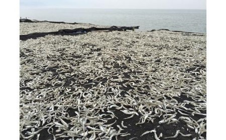 【愛媛県産】塩無添加食べる小魚セット 85g×3 小魚 小魚セット 松山市産小魚セット 食べる小魚【IY004_x】