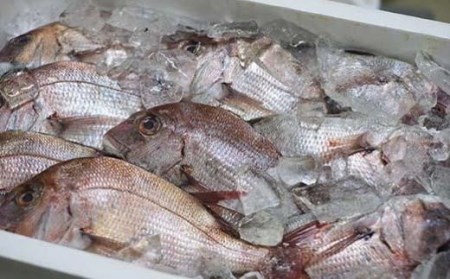 <マキノ海産>瀬戸の一夜干し【IYT014_x】