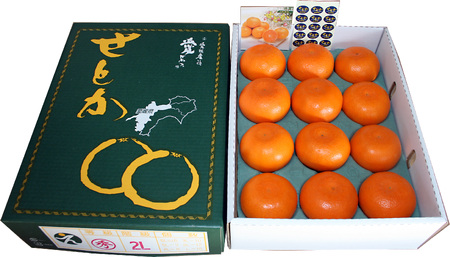 【2月上旬から発送】 せとか ハウス JAえひめ中央 約2.7kg 3L~Lサイズ 10から15玉 ( セトカ みかん 蜜柑 柑橘 高級 果物 甘い フルーツ 松山市 愛媛県 ) 【IYT0451】