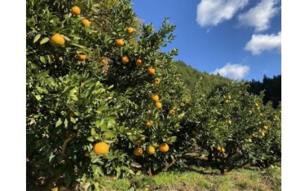 みかんジュース 100％ 宮内伊予柑 720ml×2本 | みかんジュース みかんジュース みかんジュース みかんジュース【IZ001_x】