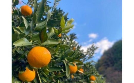 【2025年2月初旬より発送】【自然栽培】宮内伊予柑 皮ごとストレート720ml2本・トニックウォーター200ml2本セット 果汁100％ ジュース 愛媛県産 ノンアルコール【IZ010_x】