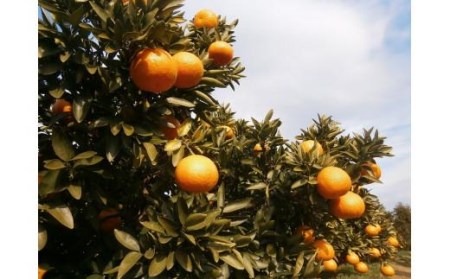 【先行予約】【2025年12月中旬から発送予定】温州みかん「南柑20号」＜秀品＞約5kg （ 愛媛産 愛媛県産 国産 愛媛みかん 愛媛蜜柑 愛媛ミカン みかん ミカン mikan 蜜柑 柑橘 フルーツ 果物 くだもの お取り寄せ 産地直送 数量限定 人気 おすすめ 愛媛県 松山市 送料無料 ）【KK0571】