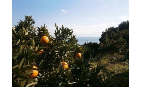 【先行予約】【2025年12月中旬から発送予定】温州みかん「南柑20号」＜秀品＞約5kg （ 愛媛産 愛媛県産 国産 愛媛みかん 愛媛蜜柑 愛媛ミカン みかん ミカン mikan 蜜柑 柑橘 フルーツ 果物 くだもの お取り寄せ 産地直送 数量限定 人気 おすすめ 愛媛県 松山市 送料無料 ）【KK0571】