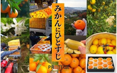 【早期予約受付中!12月から順次発送】二種のみかん食べ比べ箱 愛果28号・はれひめ(良品) 約2.8kg【PT014_x】