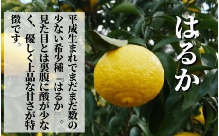 【三種のみかん食べ比べ箱】甘平・はるか・宮内伊予柑 （家庭用）約2.8kg　＜2025年2月頃発送＞ 食べくらべ 柑橘 くだもの フルーツ 愛みかん 愛媛みかん ミカン フルーツ 果物 みかん 柑橘 甘いみかん【PT021_x】