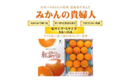 【先行予約】【2024年11月下旬頃発送】 紅まどんな 約3kg（8~15玉）4L～Lサイズ 愛媛 みかん 紅マドンナ 紅まどんな 蜜柑 柑橘 果物 贈答 愛媛のみかん くだもの フルーツ 愛媛県 松山市【SSK0021】