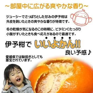 【先行予約】【2026年2月上旬頃発送】【特選】玉井農園のいよかん 5kg(3L~Lサイズ) みかん 柑橘 いよかん フルーツ【SSK003_x】