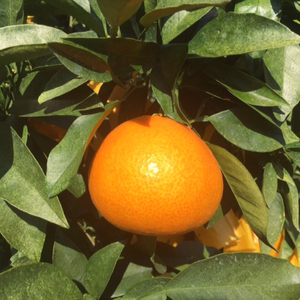 愛果28号 (紅まどんな と同品種) 秀品 約3kg 贈答用 高級 化粧箱入り 【2025年11月中旬から発送予定】 | みかんみかんみかんみかんみかん【KK3001】