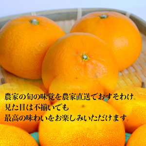 【せとか】【2026年2月下旬から発送】 B品 家庭用2.5kg | 愛媛県松山市【RNK0042】