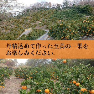 【せとか】【2026年2月下旬から発送】 B品 家庭用2.5kg | 愛媛県松山市【RNK0042】