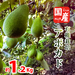 【家庭用】国産有機栽培アボカド 約1.2Kg <11月下旬~発送予定> サラダ 料理 果物 ヘルシー アボガド ダイエット ミネラル 森のバター ヴィ-ガン 栄養 国産 愛媛 松山【ASG0011】