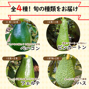 【家庭用】国産有機栽培アボカド 約1.2Kg <11月下旬~発送予定> サラダ 料理 果物 ヘルシー アボガド ダイエット ミネラル 森のバター ヴィ-ガン 栄養 国産 愛媛 松山【ASG0011】