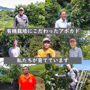 【家庭用】国産有機栽培アボカド 約1.2Kg <11月下旬~発送予定> サラダ 料理 果物 ヘルシー アボガド ダイエット ミネラル 森のバター ヴィ-ガン 栄養 国産 愛媛 松山【ASG0011】