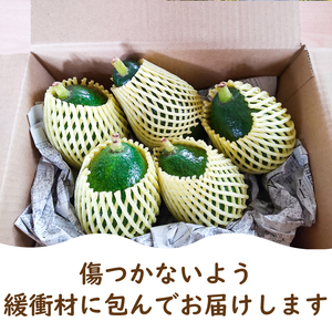 【家庭用】国産有機栽培アボカド 約1.2Kg <11月下旬~発送予定> サラダ 料理 果物 ヘルシー アボガド ダイエット ミネラル 森のバター ヴィ-ガン 栄養 国産 愛媛 松山【ASG0011】