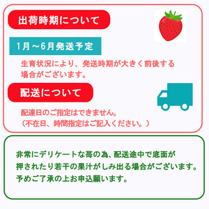 【3月発送】愛媛県オリジナル品種 紅い雫 1.0kg いちご 苺 |イチゴ 香り 苺 完熟 フルーツ 果物 朝食 愛媛県 松山市【WN0022_3】