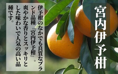 【宮内伊予柑】家庭用 約2.5kg ＜2025年1月末?3月中旬頃発送＞柑橘 くだもの フルーツ 愛みかん 愛媛みかん ミカン フルーツ 果物 みかん 柑橘 甘いみかん【PT035_x】