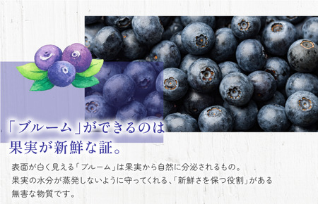 【先行予約】今治産ブルーベリー「媛ベリー」1kg 2026年7月下旬～8月下旬発送予定（森のともだち農園玉川町） 【LC00880】フルーツ　果物