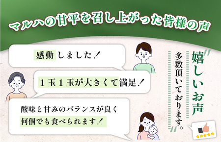 【数量限定】【先行予約】マルハ果樹園　甘平　4L～3L　8～10玉　ハウス栽培　＼超売れ筋商品／  柑橘王国・愛媛が誇る甘平！ 愛媛県 今治産　国産 高級フルーツ みかん 柑橘 フルーツ 果物　贈答用 かんぺい フルーツギフト 愛媛みかん 高級 美味しい フルーツ贈り物 甘平 国産甘平 美味しい柑橘 果物 かんぺい カンペイ みかん 人気の甘平 ギフト 化粧箱 くだもの甘平 果物甘平 【化粧箱付き】【1月6日から順次発送】 [K002030]