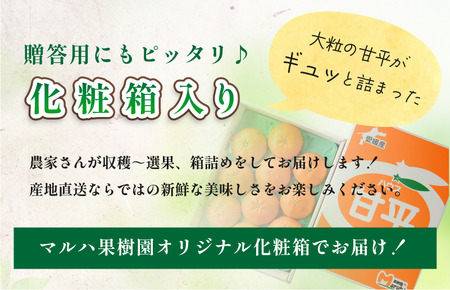 【数量限定】【先行予約】マルハ果樹園　甘平　4L～3L　8～10玉　ハウス栽培　＼超売れ筋商品／  柑橘王国・愛媛が誇る甘平！ 愛媛県 今治産　国産 高級フルーツ みかん 柑橘 フルーツ 果物　贈答用 かんぺい フルーツギフト 愛媛みかん 高級 美味しい フルーツ贈り物 甘平 国産甘平 美味しい柑橘 果物 かんぺい カンペイ みかん 人気の甘平 ギフト 化粧箱 くだもの甘平 果物甘平 【化粧箱付き】【1月6日から順次発送】 [K002030]