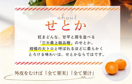 【先行予約】【数量限定】ホリ田ヤ せとか 2.5kg【K002420】
