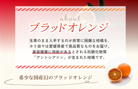 【先行予約】【数量限定】ホリ田ヤ ブラッドオレンジ 2.5kg【K002440】