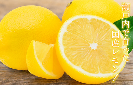 【先行予約】レモン（家庭用）約1.5kg【K003620K1.5】