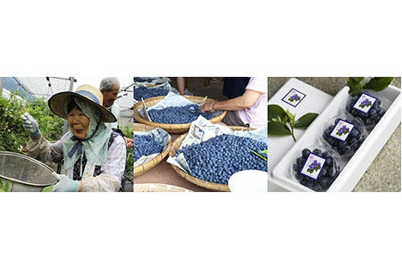 媛ベリージャムピュア(森のともだち農園玉川町) [VA00090]