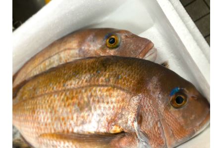 二葉の鯛めし　6食セット [VC00940]