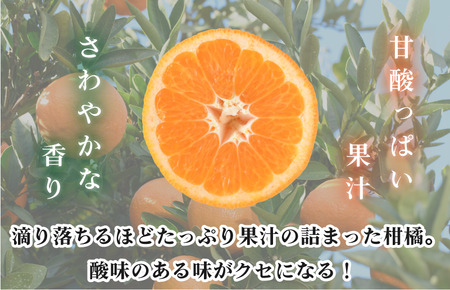 【先行予約】伊予柑約10kg【KB02080】