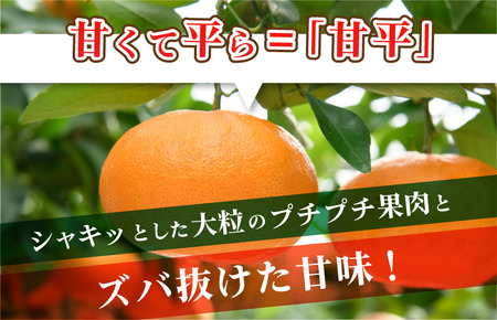 【先行予約】今治産　甘平　化粧箱 4L～2L 8～12玉　紅まどんなに並ぶ人気商品 国産 高級フルーツ　人気商品　みかん　柑橘　フルーツ　果物　JAおちいまばり [KC00640]