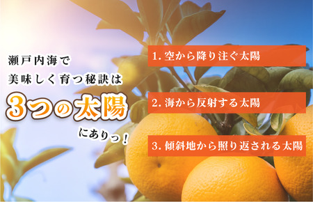 【先行予約】今治産　せとか　レギュラー箱　５ｋｇ 【ご家庭用】【KC00770】