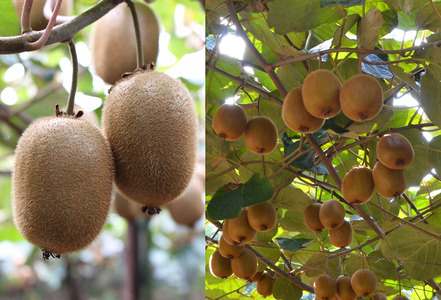 【先行予約】キウイフルーツ L~M 30~33個 国産 JAおちいまばり厳選【LB02570】