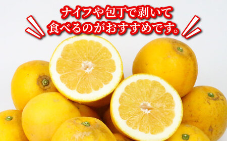 訳あり 河内晩柑 10kg まる玉農園 先行予約 訳アリ河内晩柑 みかん 河内晩柑 愛媛みかん 河内晩柑 B010-172003