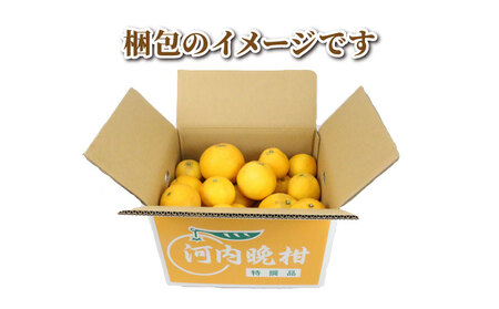 訳あり 河内晩柑 10kg まる玉農園 先行予約 訳アリ河内晩柑 みかん 河内晩柑 愛媛みかん 河内晩柑 B010-172003